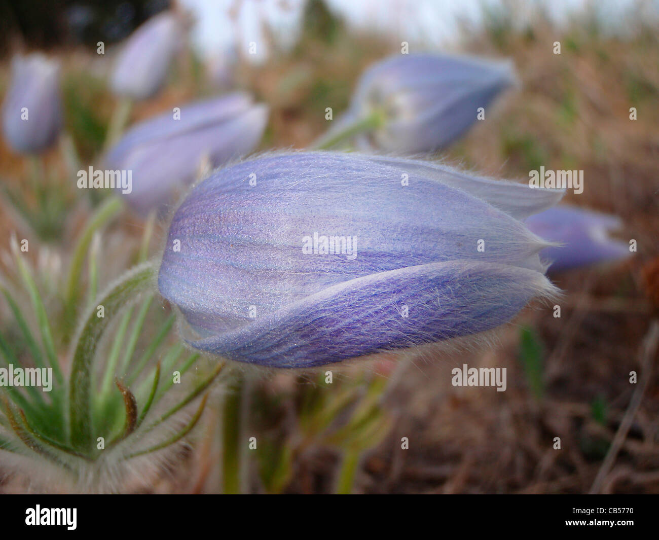 Amerikanische Pasque Blumen Pulsatilla Patens San Isabel National Forest Colorado USA Stockfoto