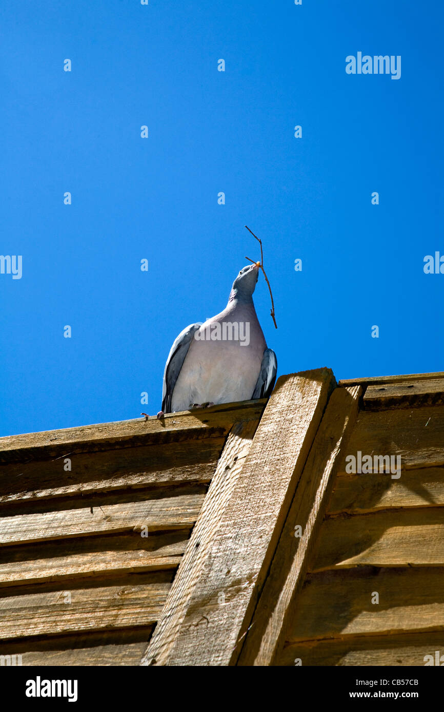Taube auf Zaun mit Verschachtelung Material im Schnabel Stockfoto