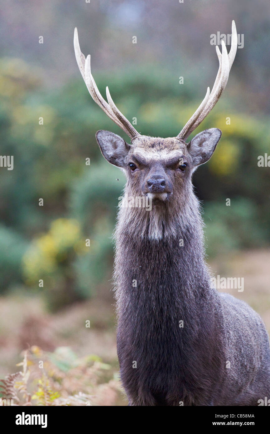 Ein Hirsch Sika Reh im Wintermantel wild im Vereinigten Königreich Stockfoto
