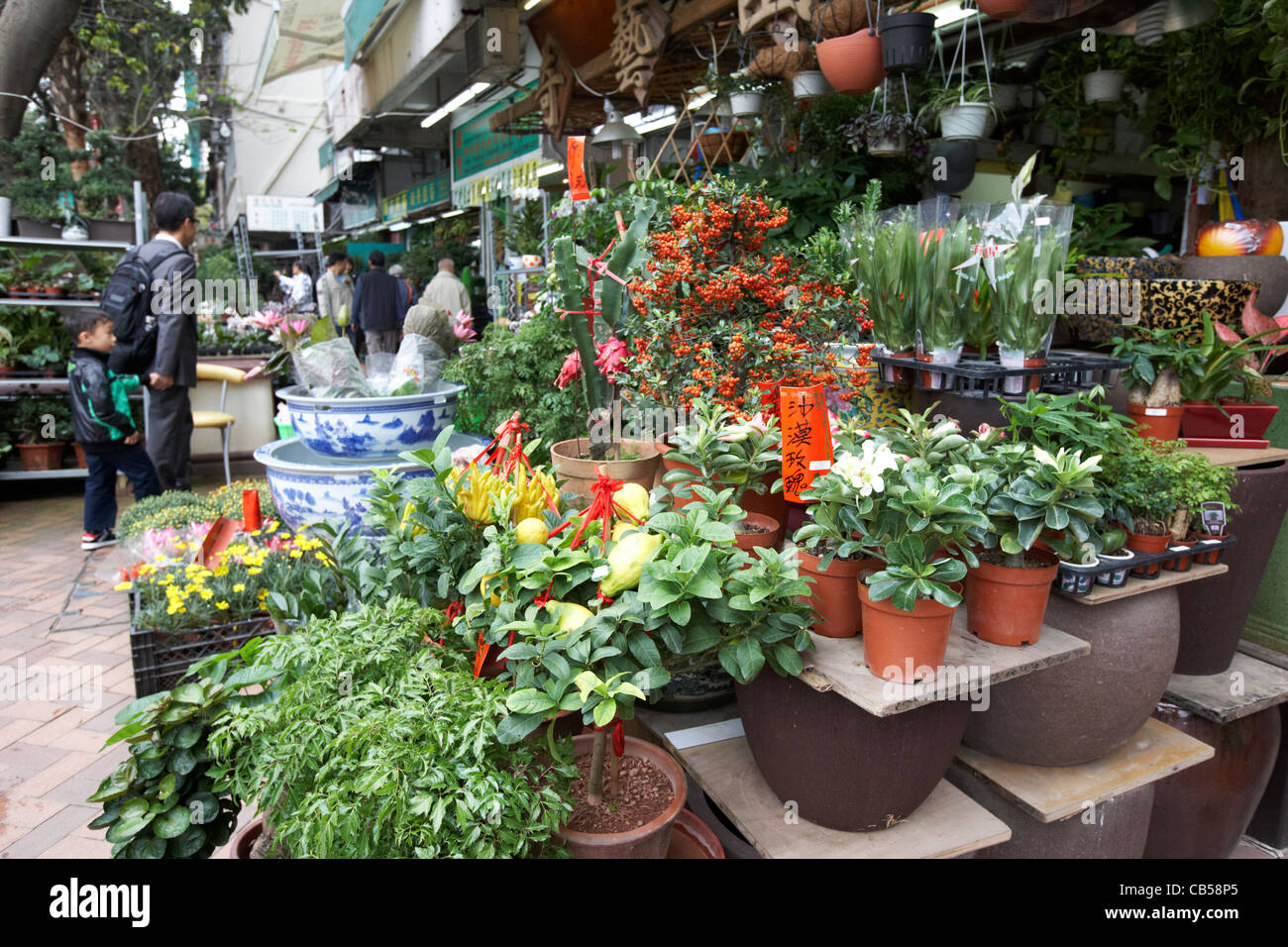 Topfpflanzen im Flower market Mong Kok Bezirk Kowloon Hong Kong Sonderverwaltungsregion Hongkong China Stockfoto
