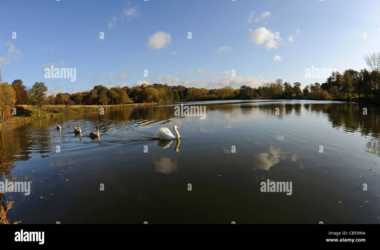 Erwachsenen Höckerschwan Schwimmen mit ihren jungen Cygnets an einem See in einem Landschaftspark mit Hardwick Hall im Hintergrund. Stockfoto