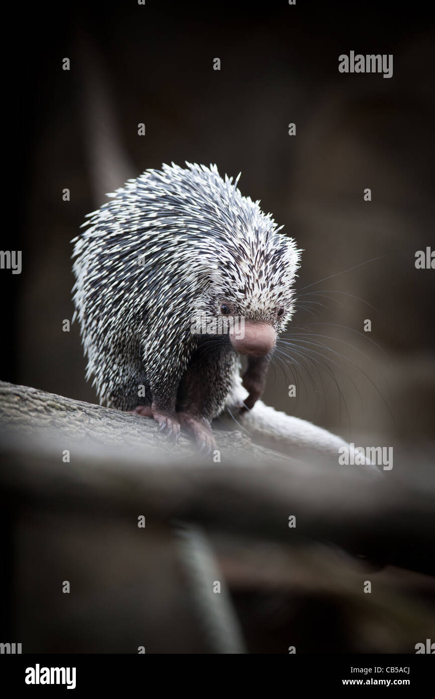 Nahaufnahme von einem niedlichen brasilianischen Stachelschwein (Coendou Prehensilis, flachen DOF) Stockfoto