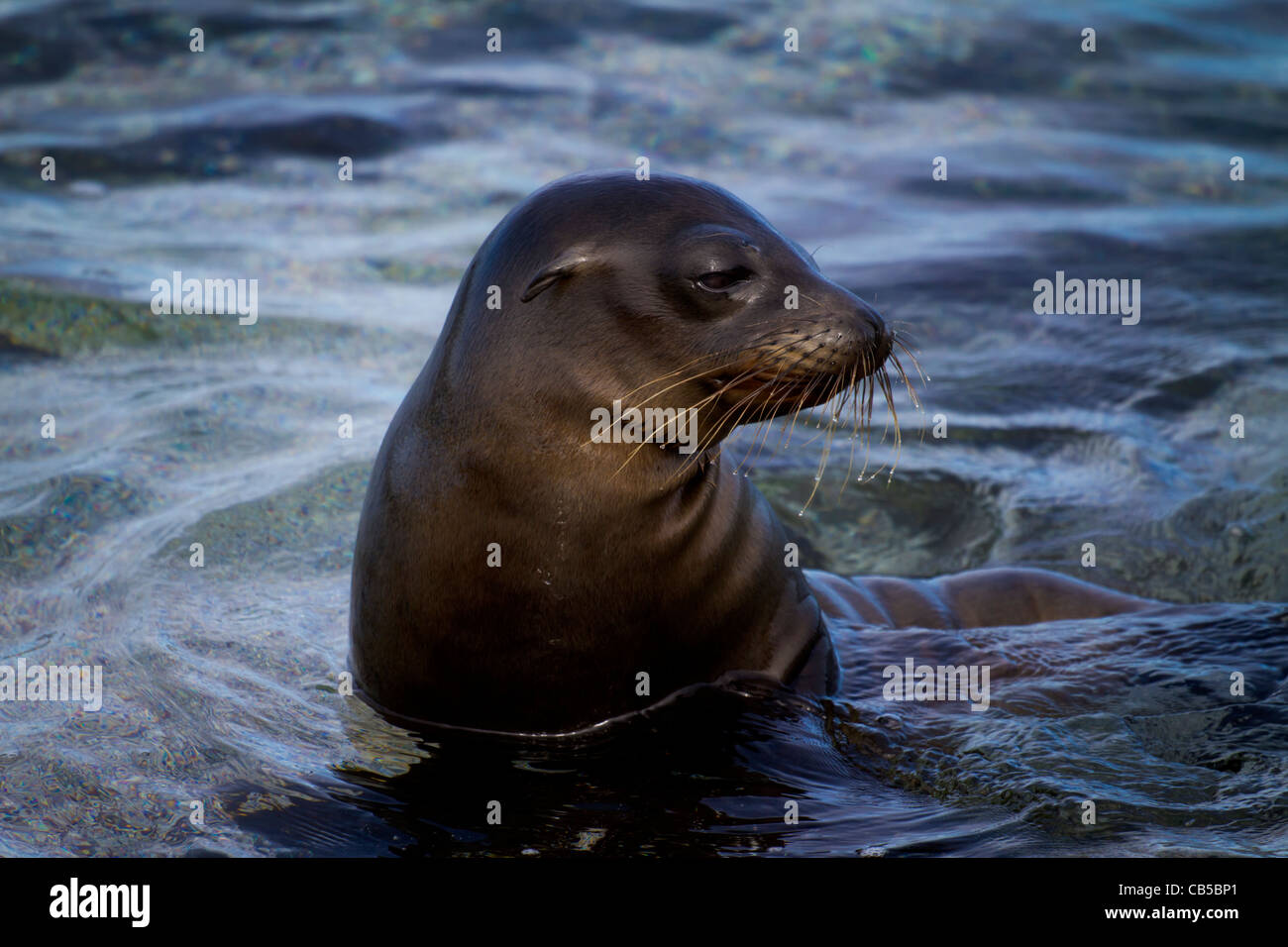 Galapagos Tierwelt seal Pup Naturschutzgebiet wilde Nahaufnahme frische Natur Umwelt Sonnenlicht Park isoliert Sonne gefährdet Stockfoto