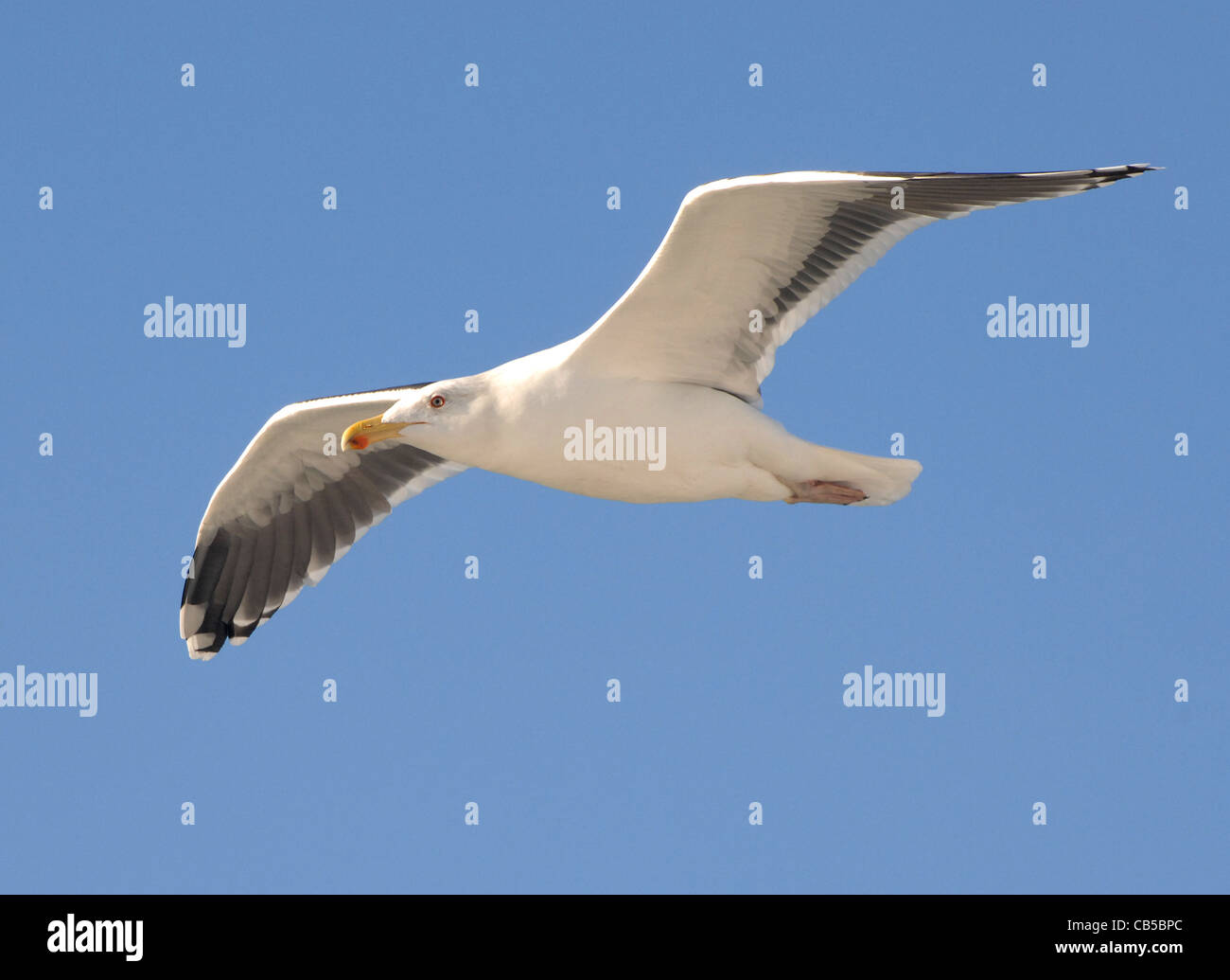 Ein schönes Beispiel für die Silbermöwe, Larus Argentatus, auf der Flucht vor einem strahlend blauen Himmel Stockfoto