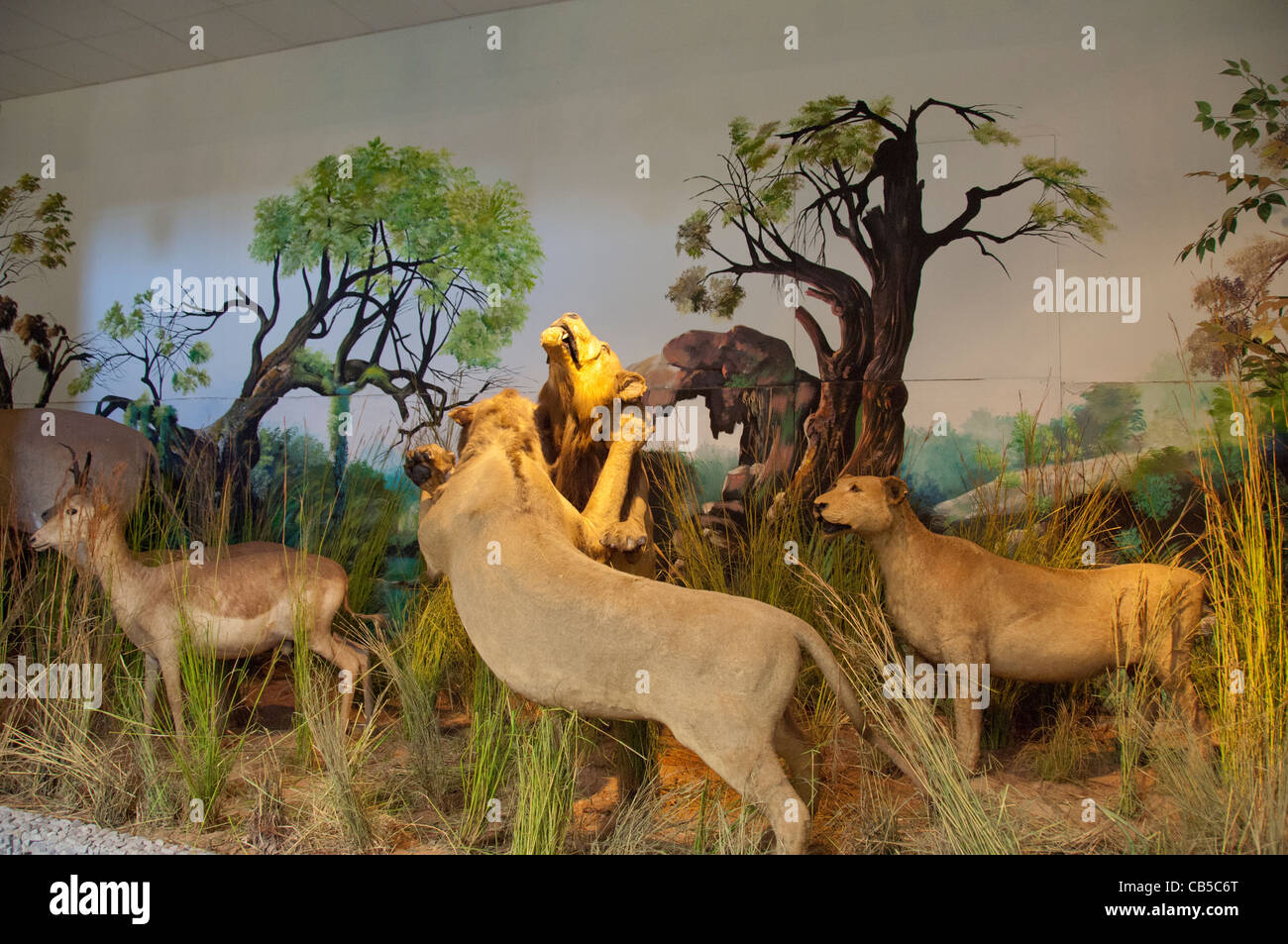 Afrika, Mosambik. Hauptstadt Maputo City, Museum of Natural History. Wilde afrikanische Tiere Display. Stockfoto