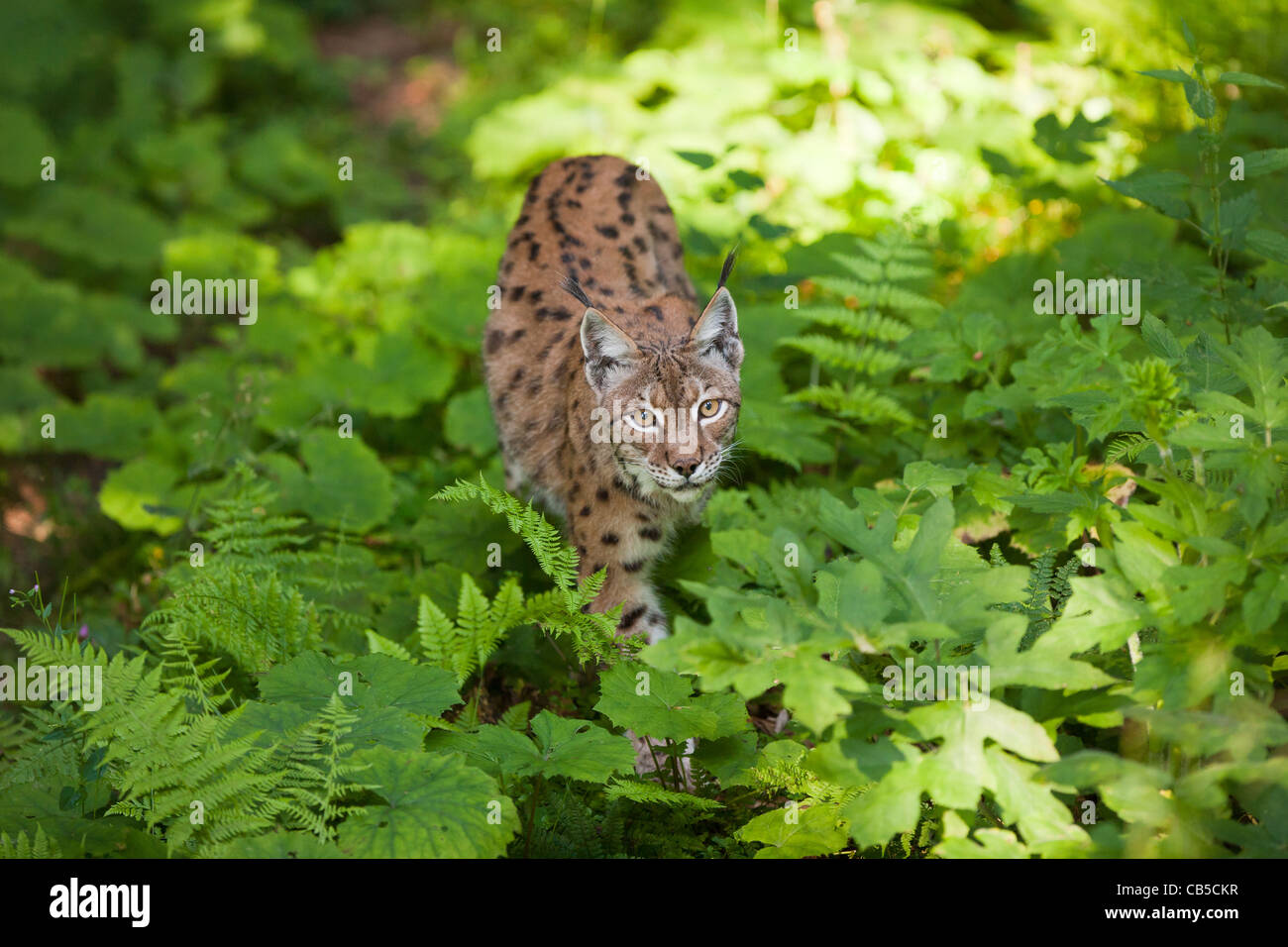 Ein Gefangener Luchs (Lynx Lynx) schlich in die Kamera Stockfoto