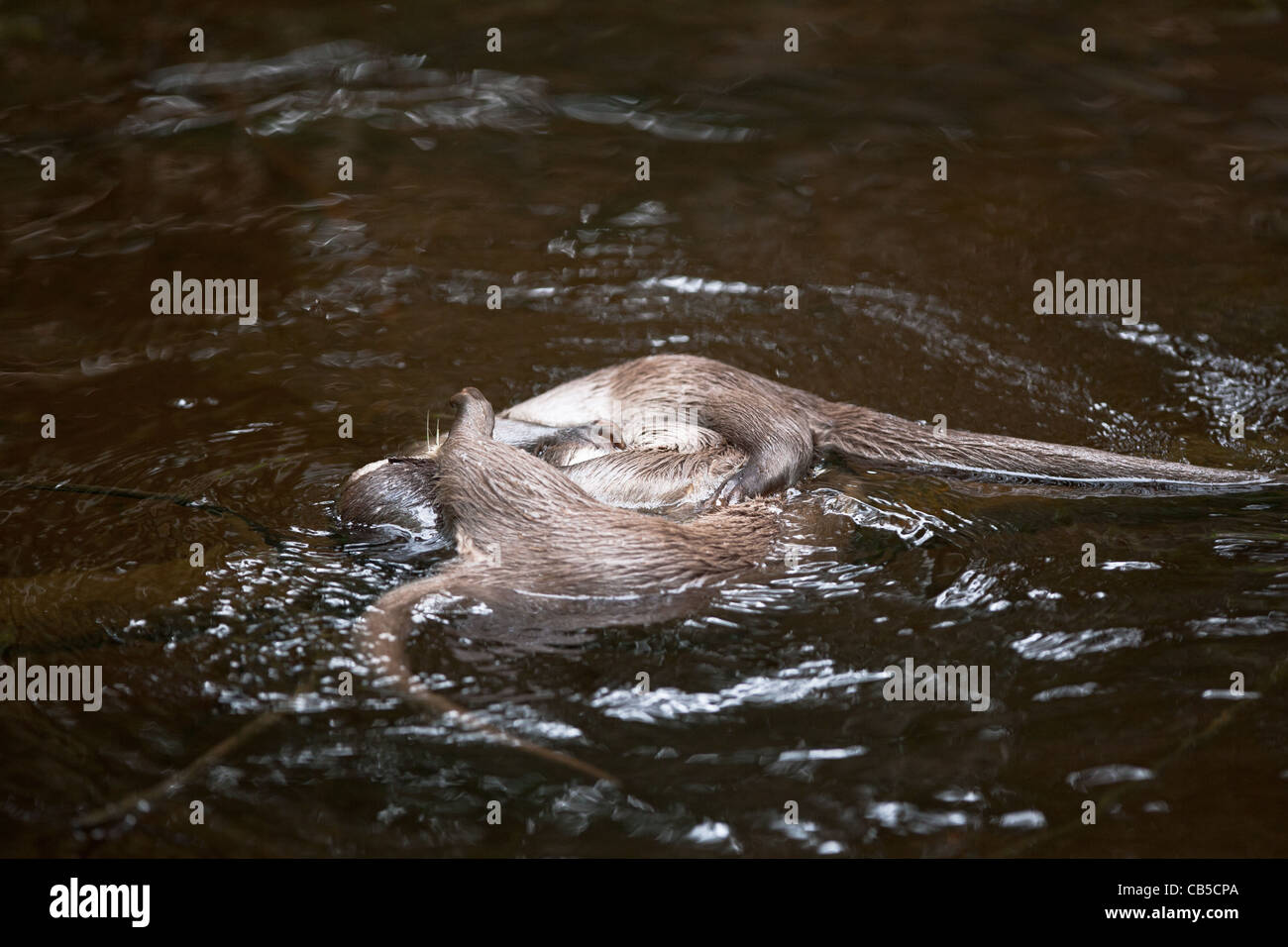 Gefangenen jungen europäischen Fischotter (Lutra Lutra) Playfighting im Wasser Stockfoto