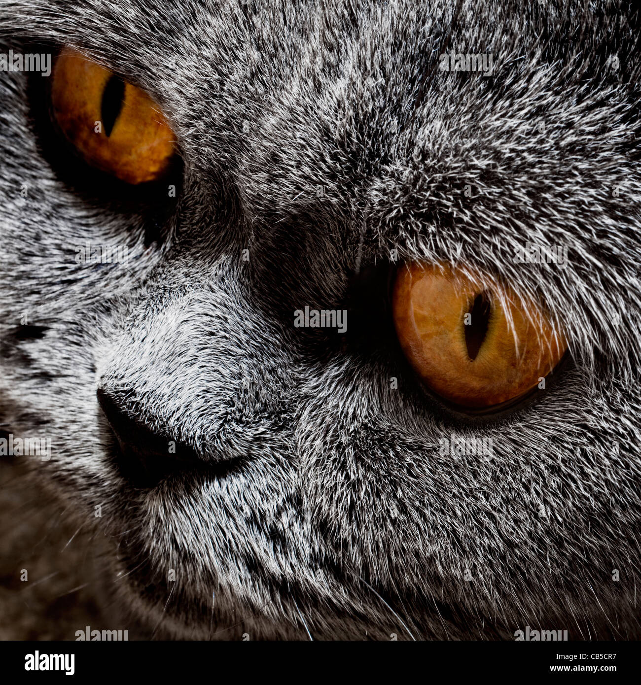 Lustige graue britische Katze mit leuchtend gelben Augen, Nahaufnahme Stockfoto