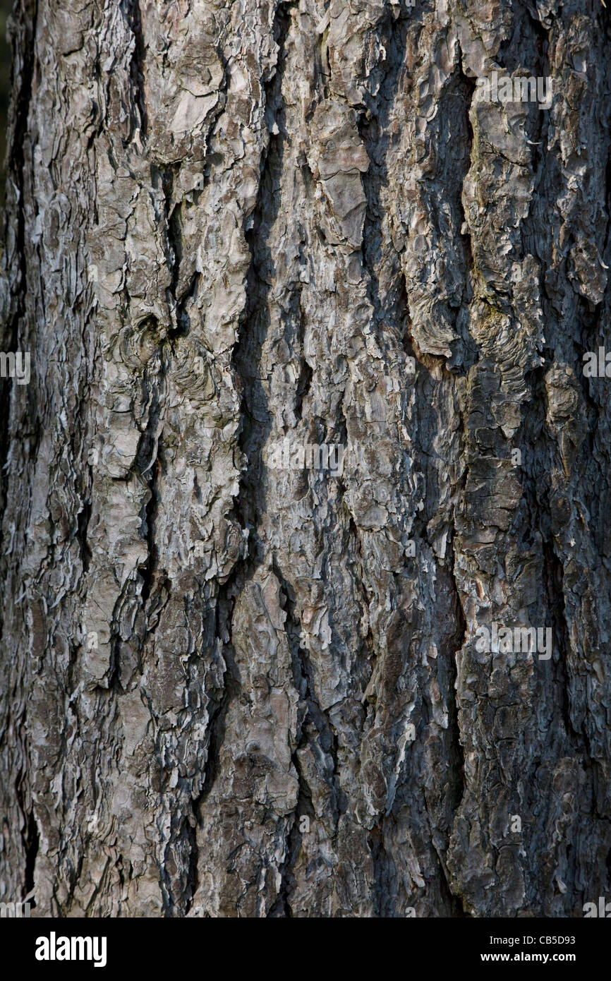 Nahaufnahme der Rinde der Europäischen Schwarzkiefer (Pinus Nigra) Baum im Wald, Belgien Stockfoto