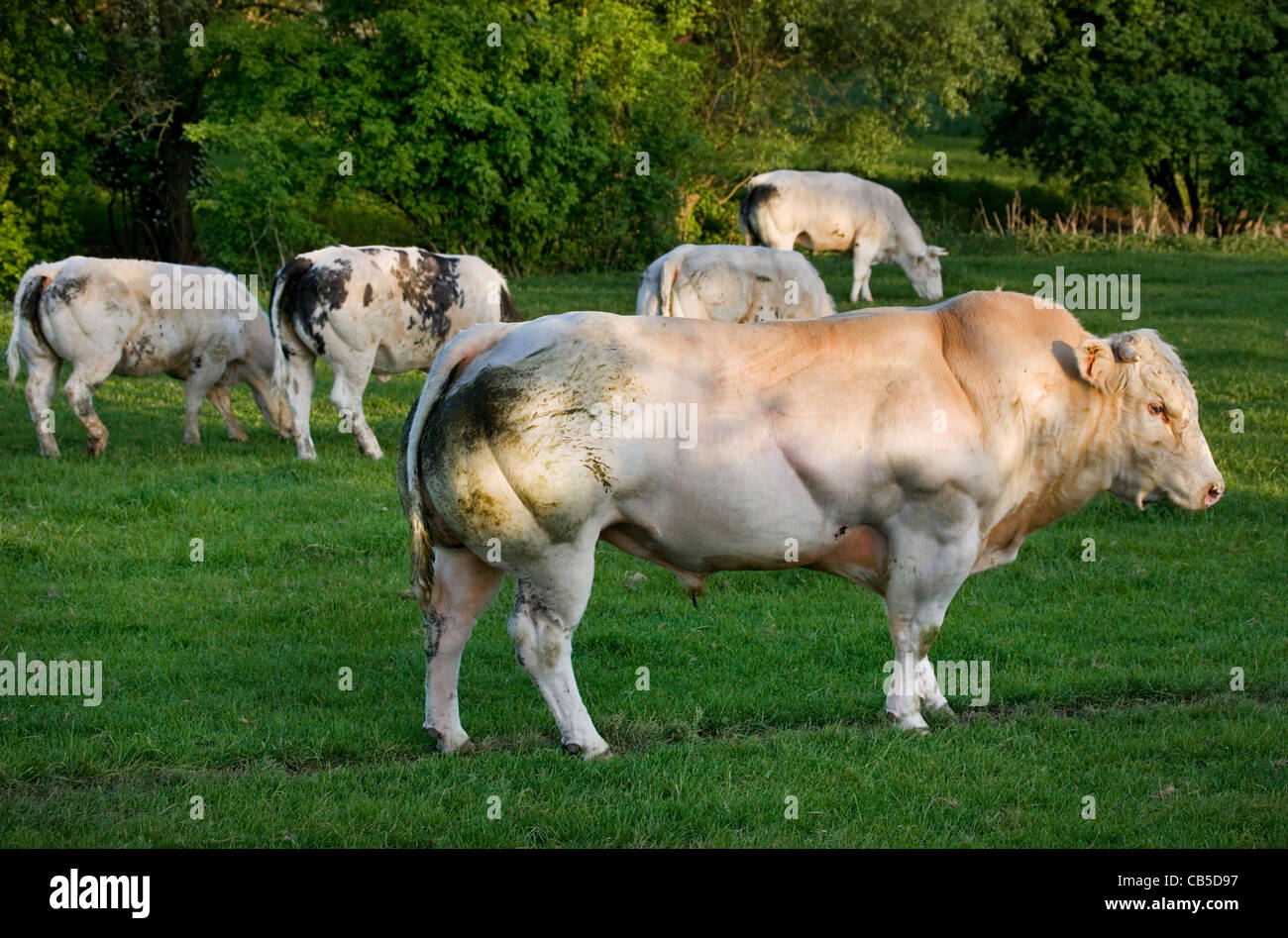 Muskuläre bullige weißen Stier (Bos Taurus) in Herde im Feld, Belgien Stockfoto