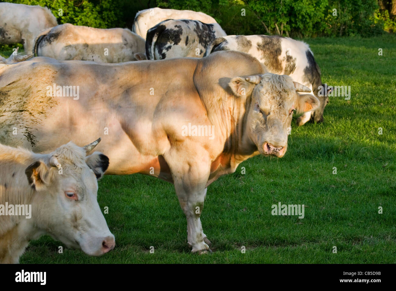 Muskuläre bullige weißen Stier (Bos Taurus) in Herde im Feld, Belgien Stockfoto