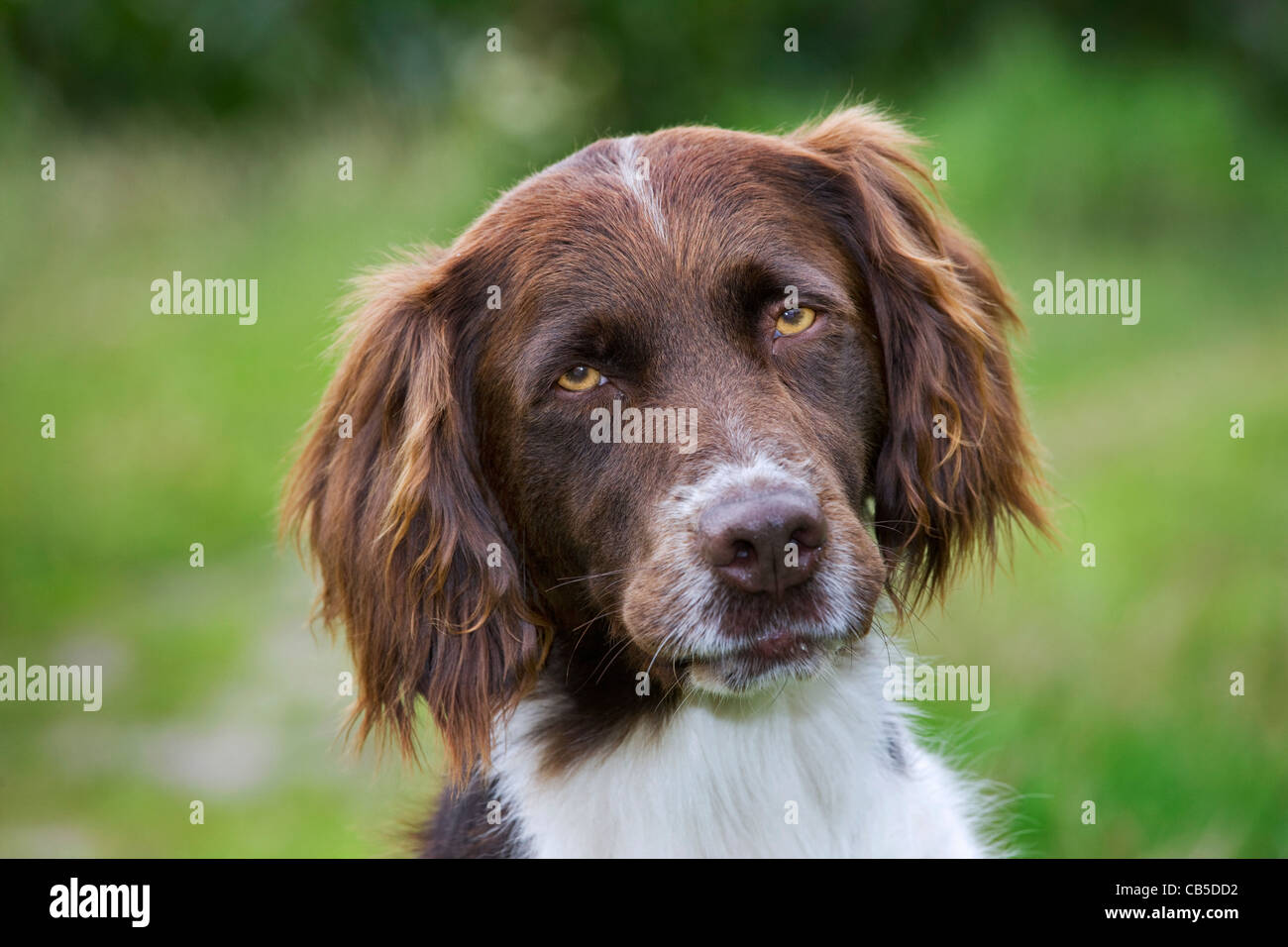Nahaufnahme der Drentsche Patrijshond / Dutch Partridge Dog / Drent Typ Spaniel Jagd Hund im Feld, Niederlande Stockfoto