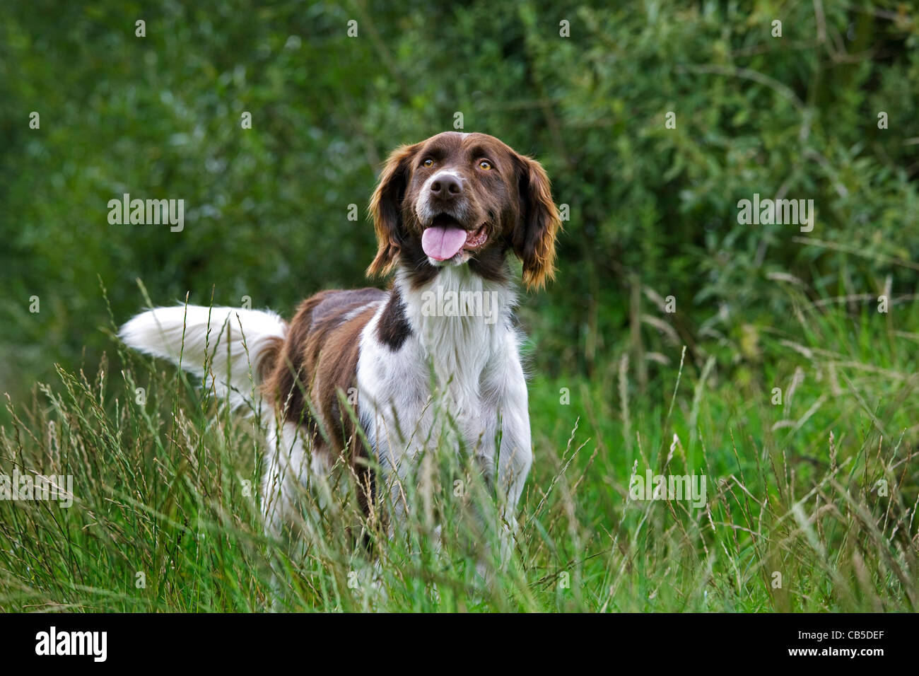 Drentsche Patrijshond / Dutch Partridge Dog / Drent Typ Spaniel Jagd Hund im Feld, Niederlande Stockfoto