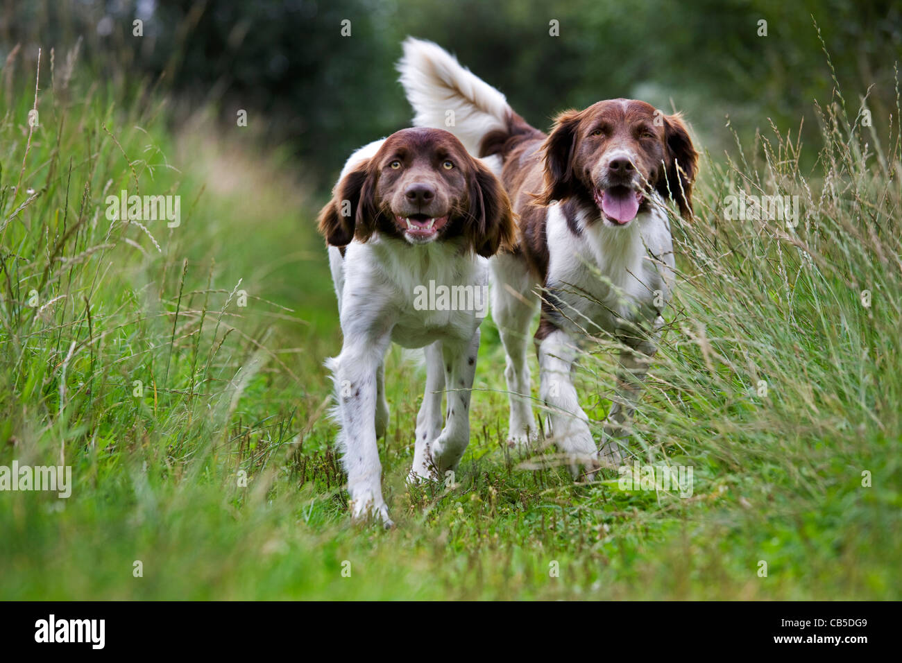 Drentsche Patrijshond / Dutch Partridge Dog / Drent Typ Spaniel Jagd Hund im Feld, Niederlande Stockfoto