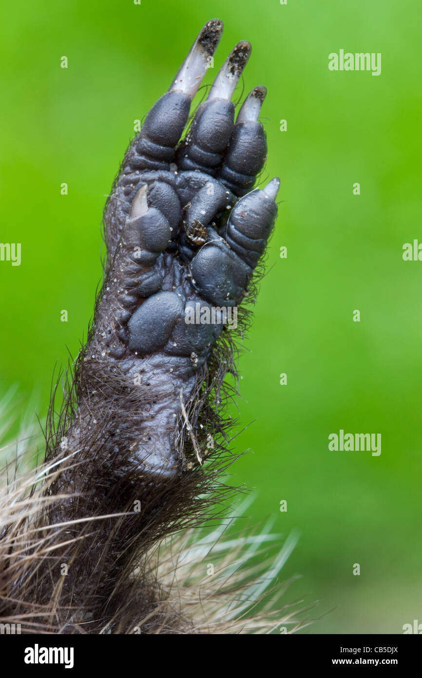 Gemeinsame Europäische Igel (Erinaceus Europaeus)-Nahaufnahme des Fußes zeigt Pads, Zehen und Krallen, Belgien Stockfoto