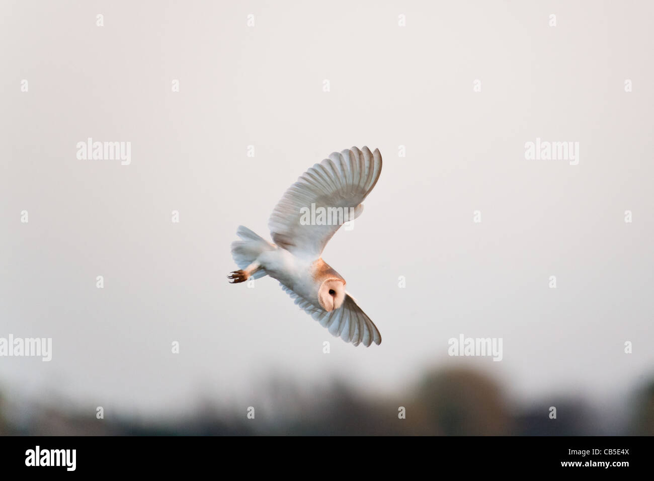 Europäische Schleiereule (Tyto Alba)-Jagd in England Stockfoto