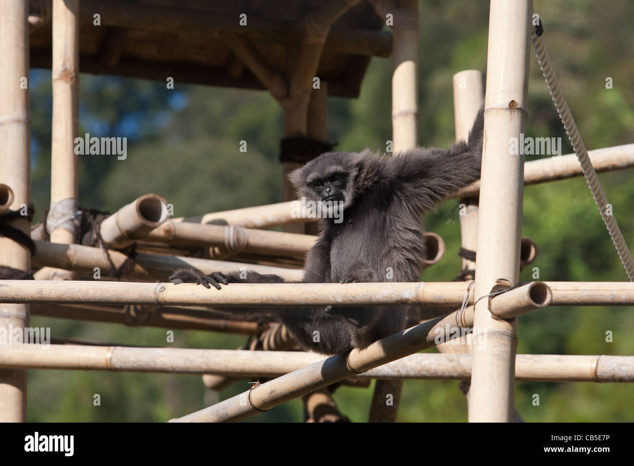 Gefangenschaft Moloch oder silbrig Gibbon (Hylobates Moloch) ruhen Stockfoto