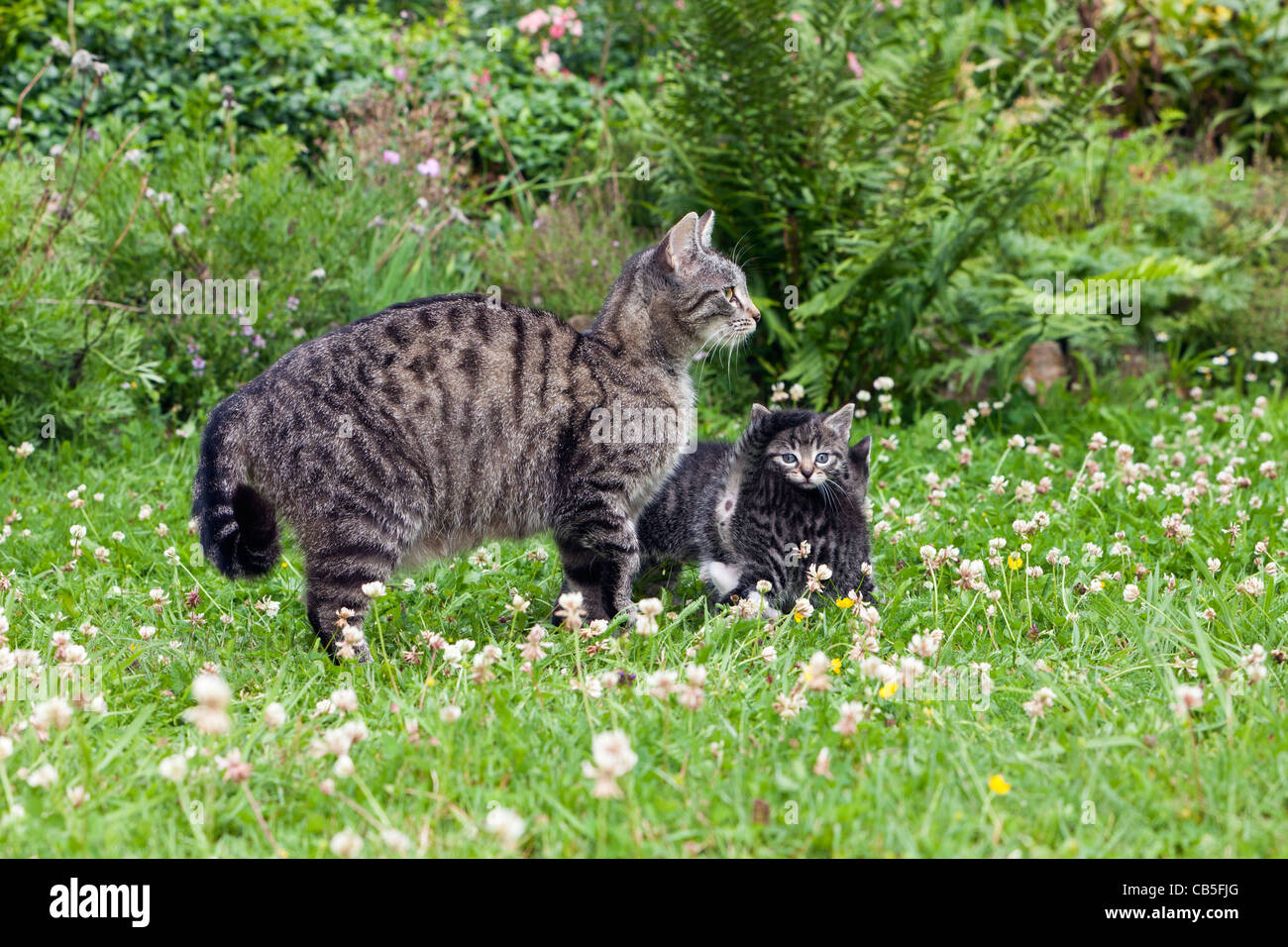 Katze und Kätzchen, im Freien auf der Wiese im Garten, Niedersachsen, Deutschland Stockfoto