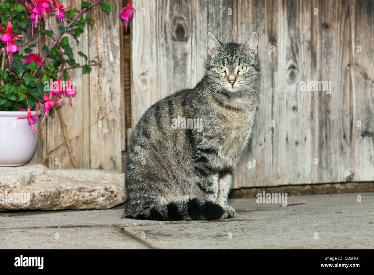 Katze, sitzend vor Gartenhaus, Niedersachsen, Deutschland Stockfoto