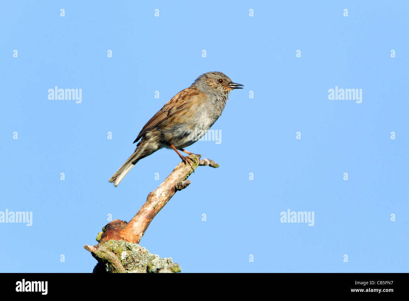 Heckenbraunelle, Hedge Sparrow Hedge beobachtet (Prunella Modularis), singen von Toten Zweig, Niedersachsen, Deutschland Stockfoto