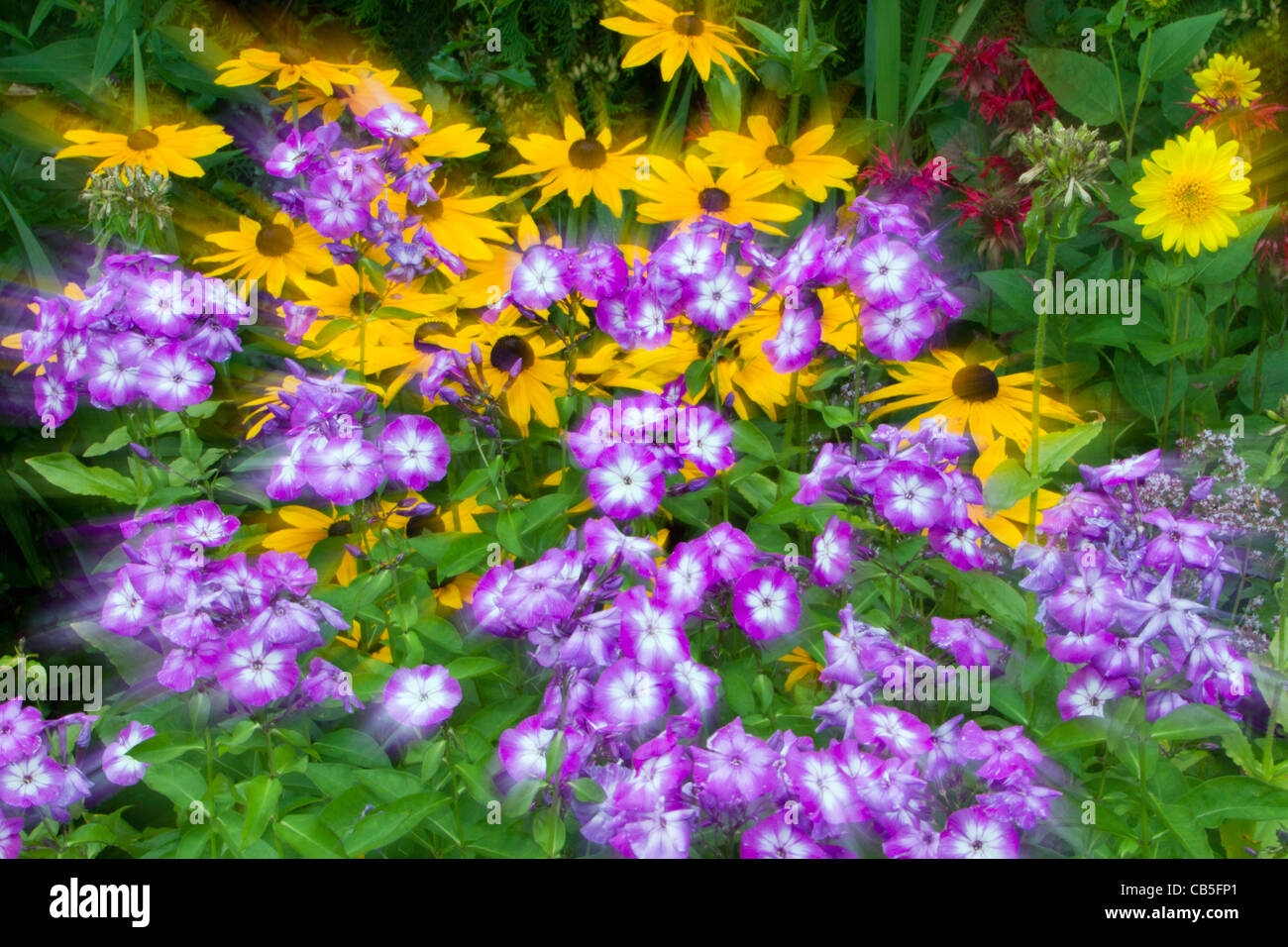 Gartenblumen, künstlerische Impression in eine abstrakte Komposition, Niedersachsen, Deutschland Stockfoto