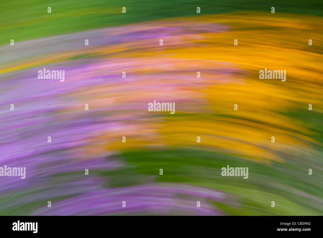 Gartenblumen, künstlerische Impression in eine abstrakte Komposition, Niedersachsen, Deutschland Stockfoto