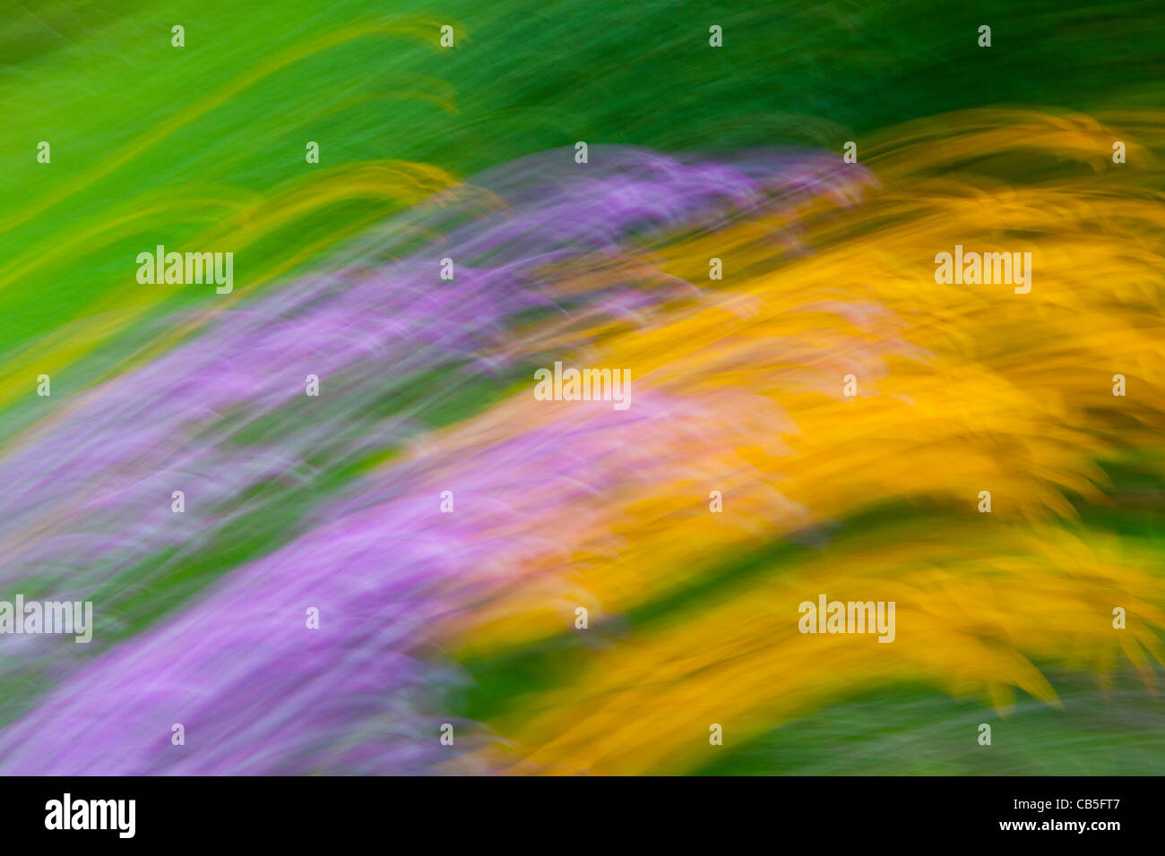 Gartenblumen, künstlerische Impression in eine abstrakte Komposition, Niedersachsen, Deutschland Stockfoto