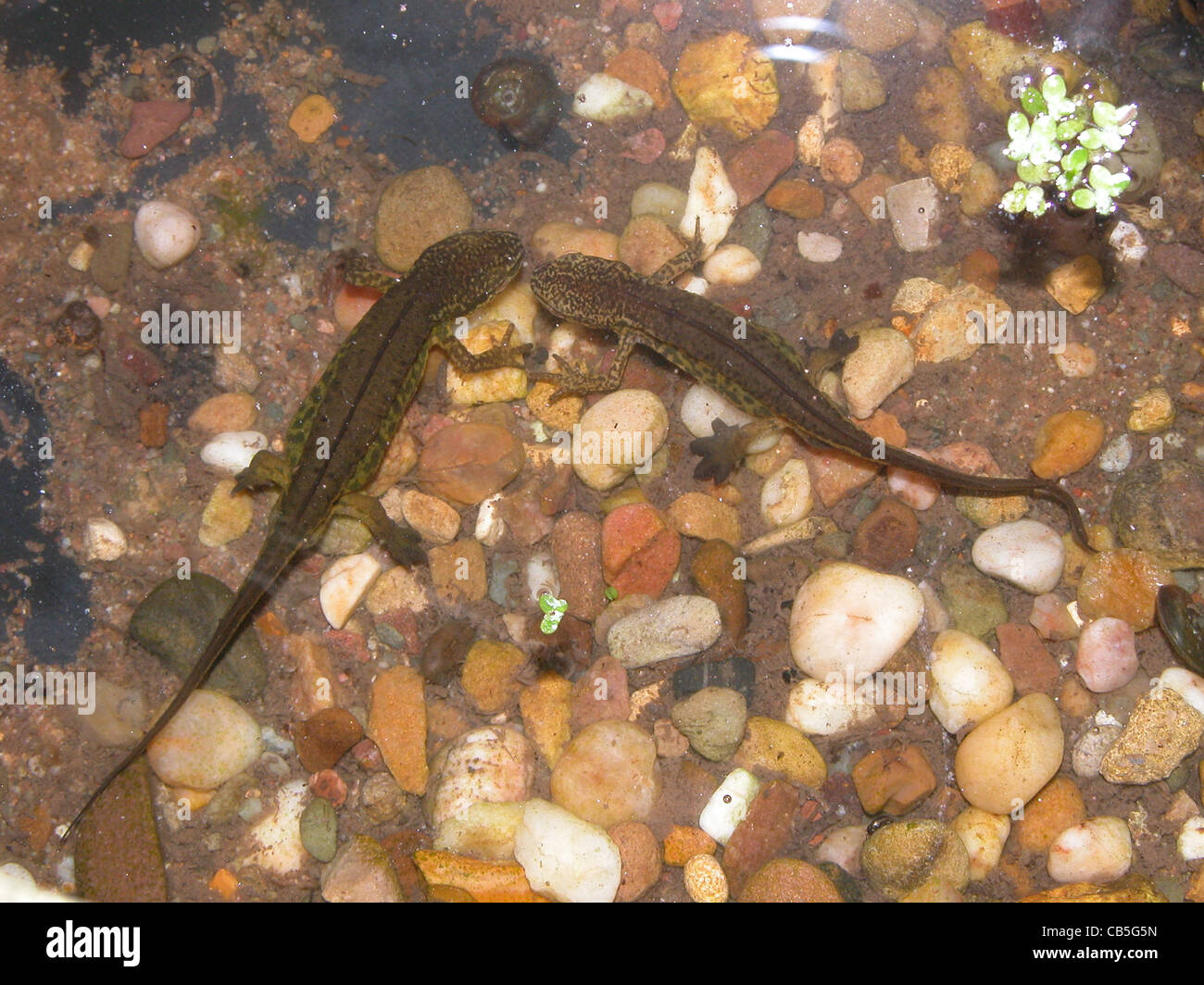 männlichen Molche Stockfoto