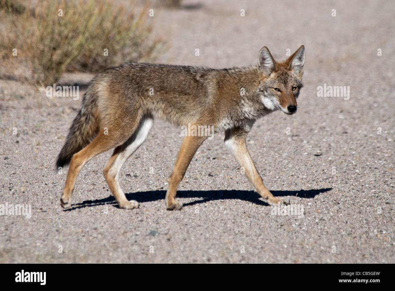 Coyote Canis Latrans Mojave National bewahren Kalifornien USA Stockfoto