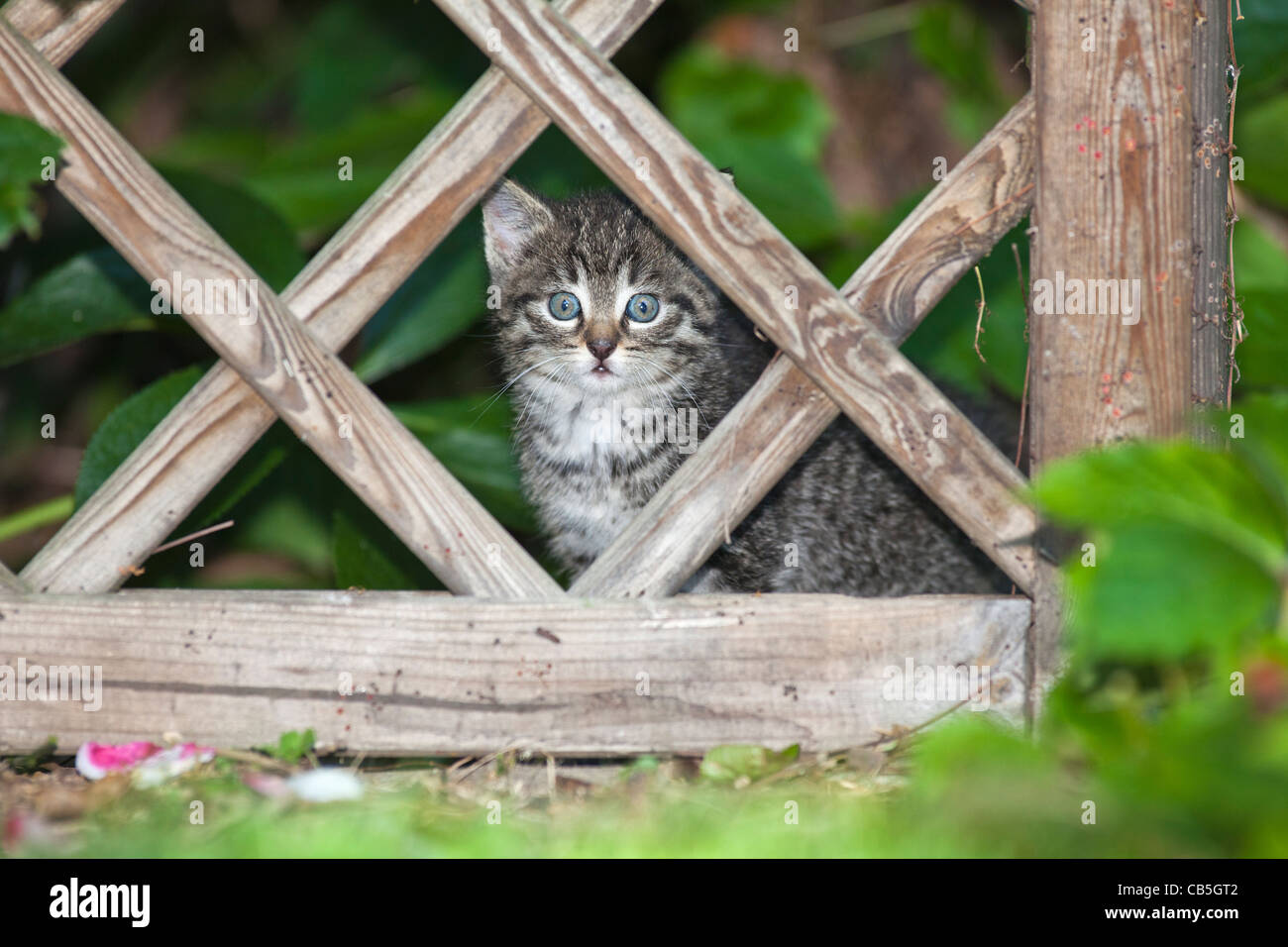 Kätzchen, Blick durch den Garten Palisade, Niedersachsen, Deutschland Stockfoto