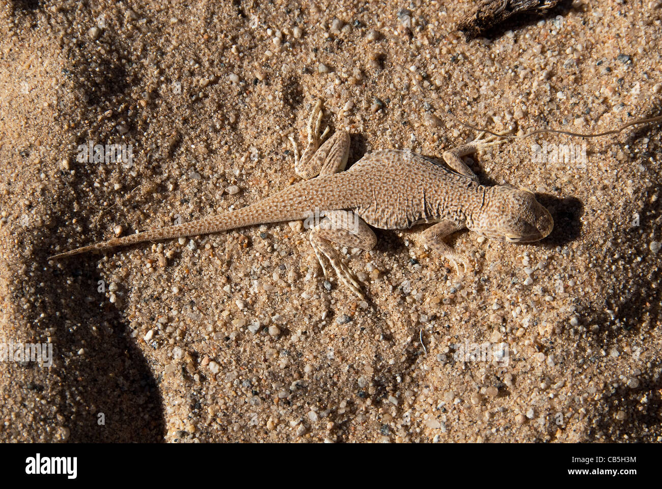 Mojave Fringed-toed Lizard Uma Scoparia Mojave National bewahren Kalifornien USA Stockfoto