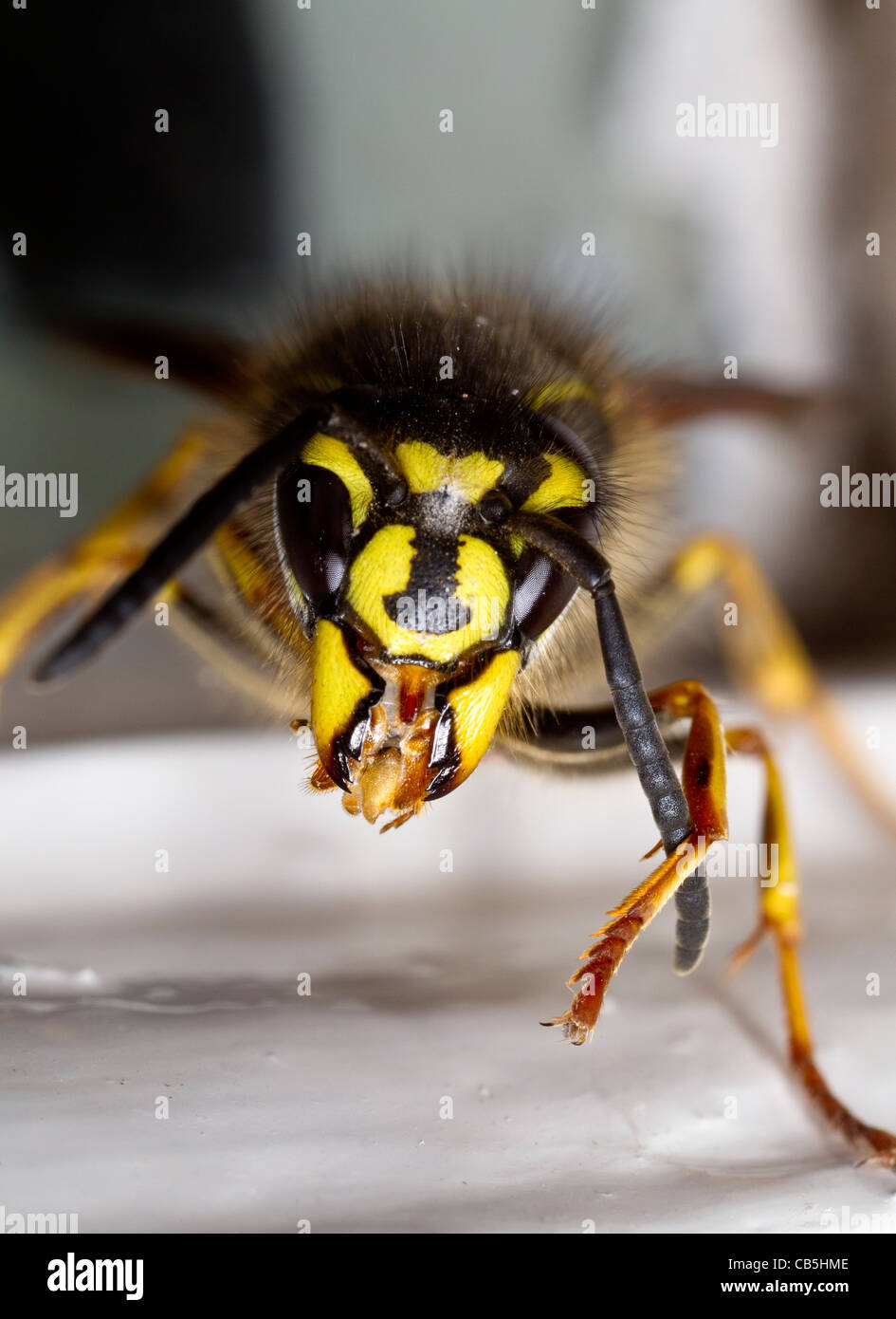 Ansicht von ventral eine Königin-Wespe Vespula Vulgaris, Pflege ihrer linken Antenne Stockfoto