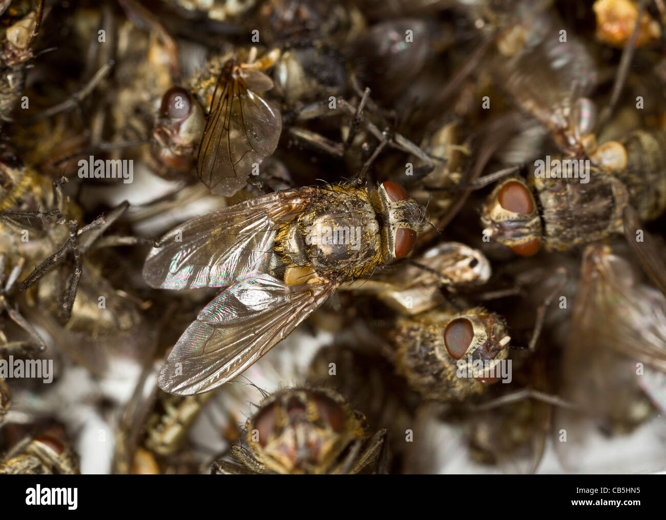 Tot Cluster fliegen (Pollenia Rudis) liegen in einer elektrischen fliegen-Falle Stockfoto