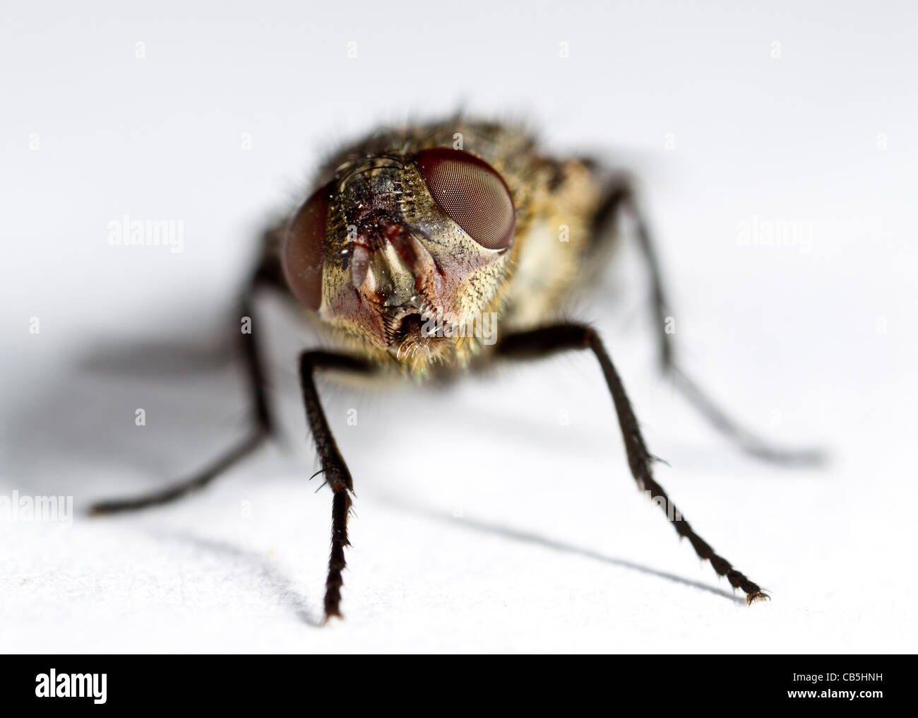 Cluster Fly (Pollenia Rudis) weiblich, front Ansicht Stockfoto