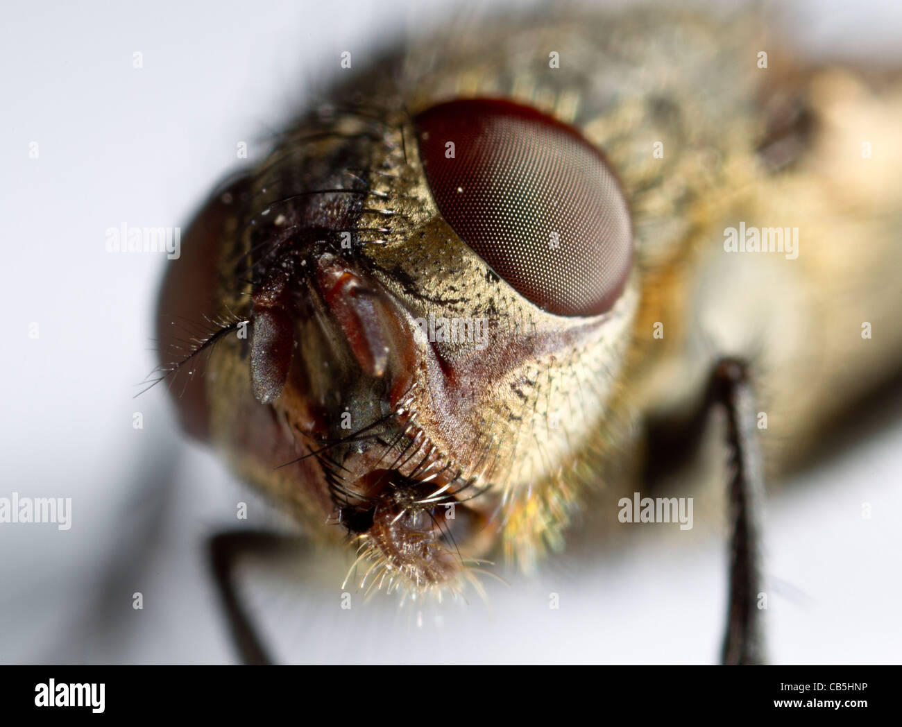 Cluster Fly (Pollenia Rudis) weiblich, Nahaufnahme des Gesichts Stockfoto