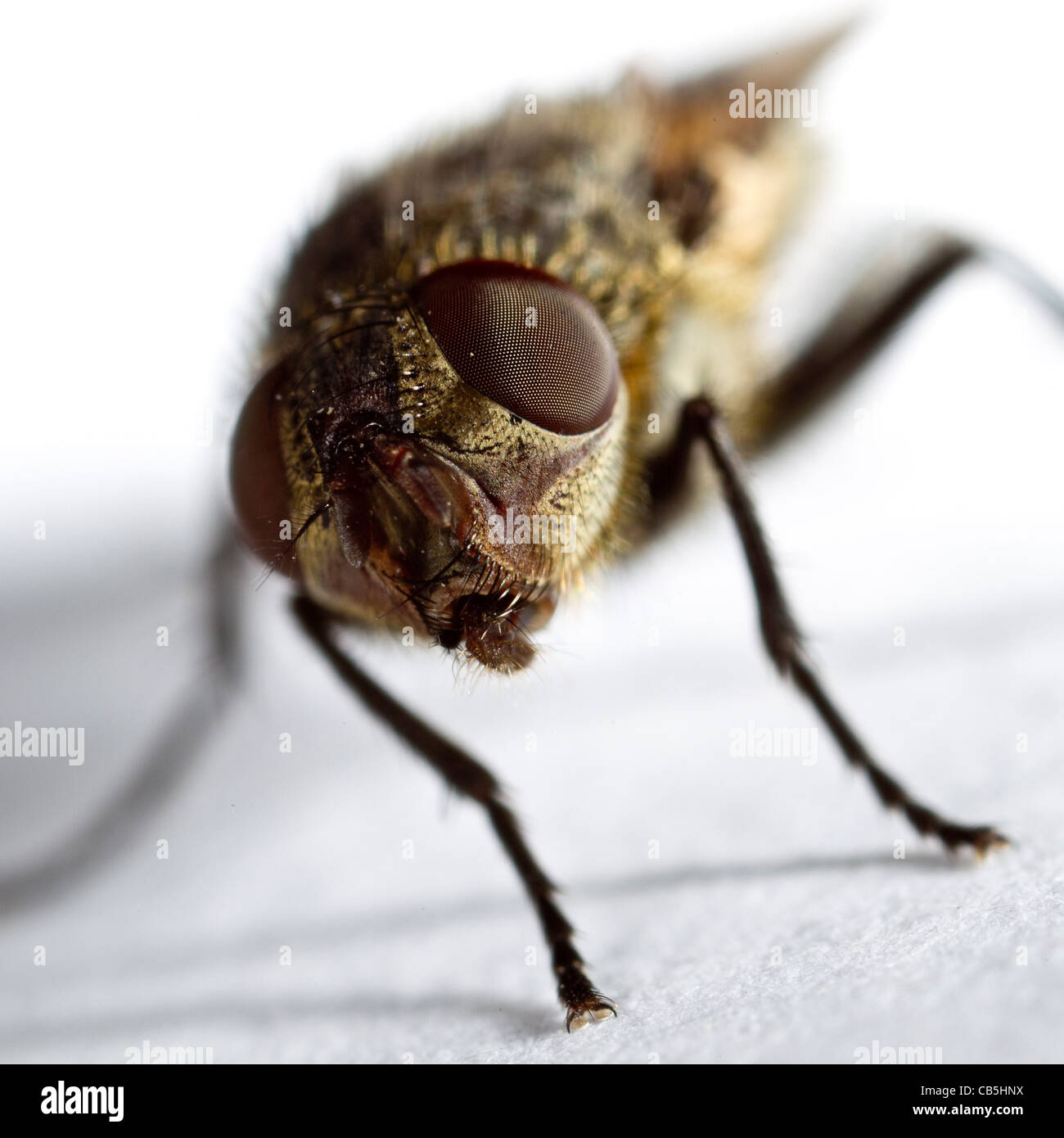 Cluster-Fliege (Pollenia Rudis) weiblich Stockfoto