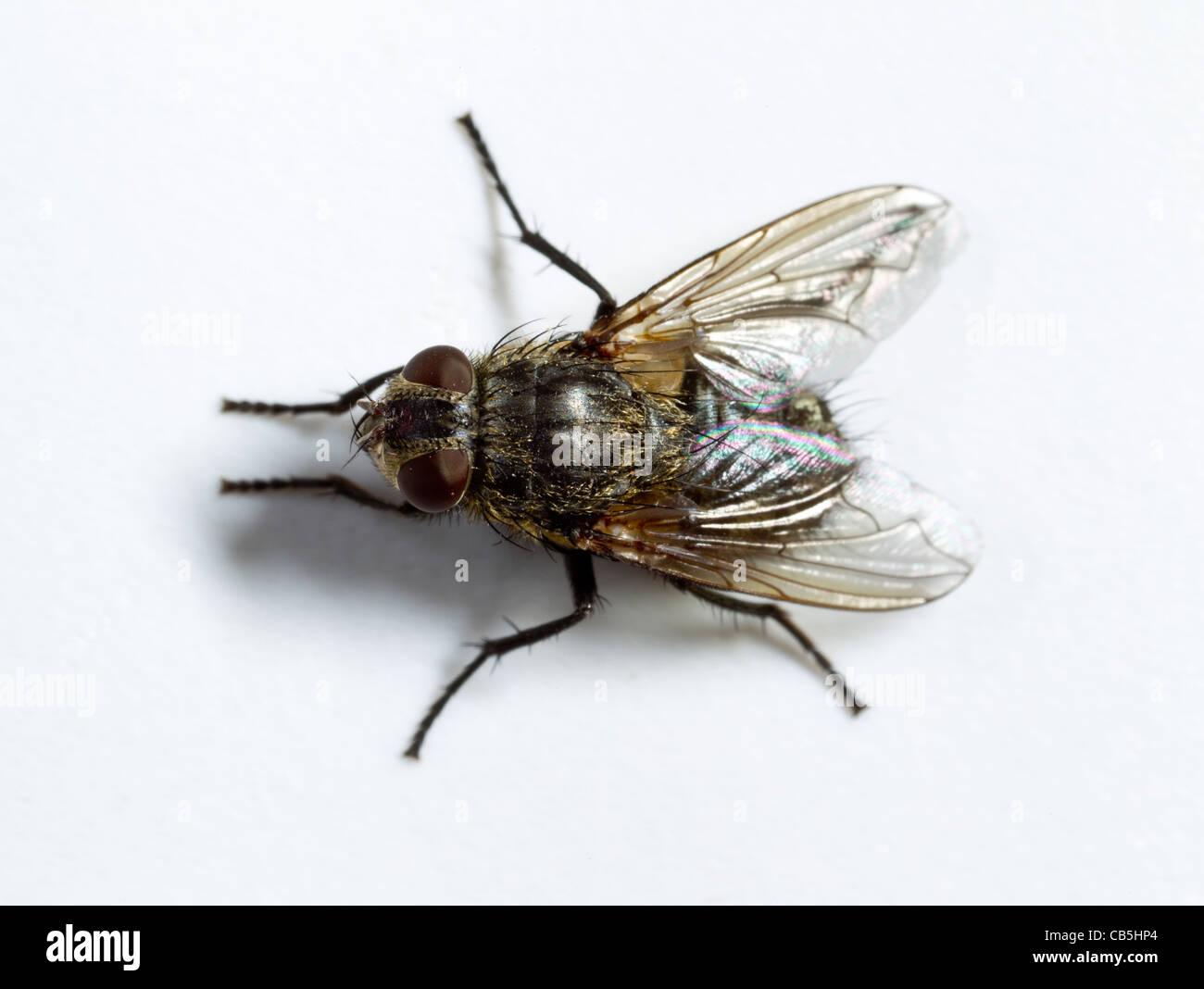 Cluster Fly (Pollenia Rudis) weiblich, dorsale Ansicht Stockfoto