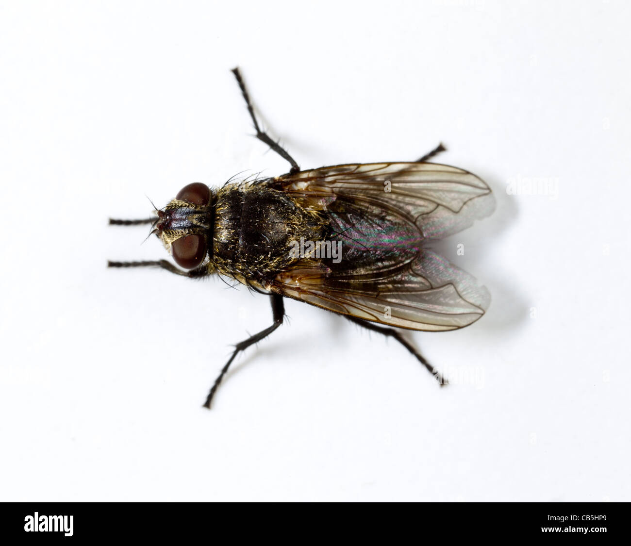 Cluster Fly (Pollenia Rudis) weiblich, dorsale Ansicht Stockfoto
