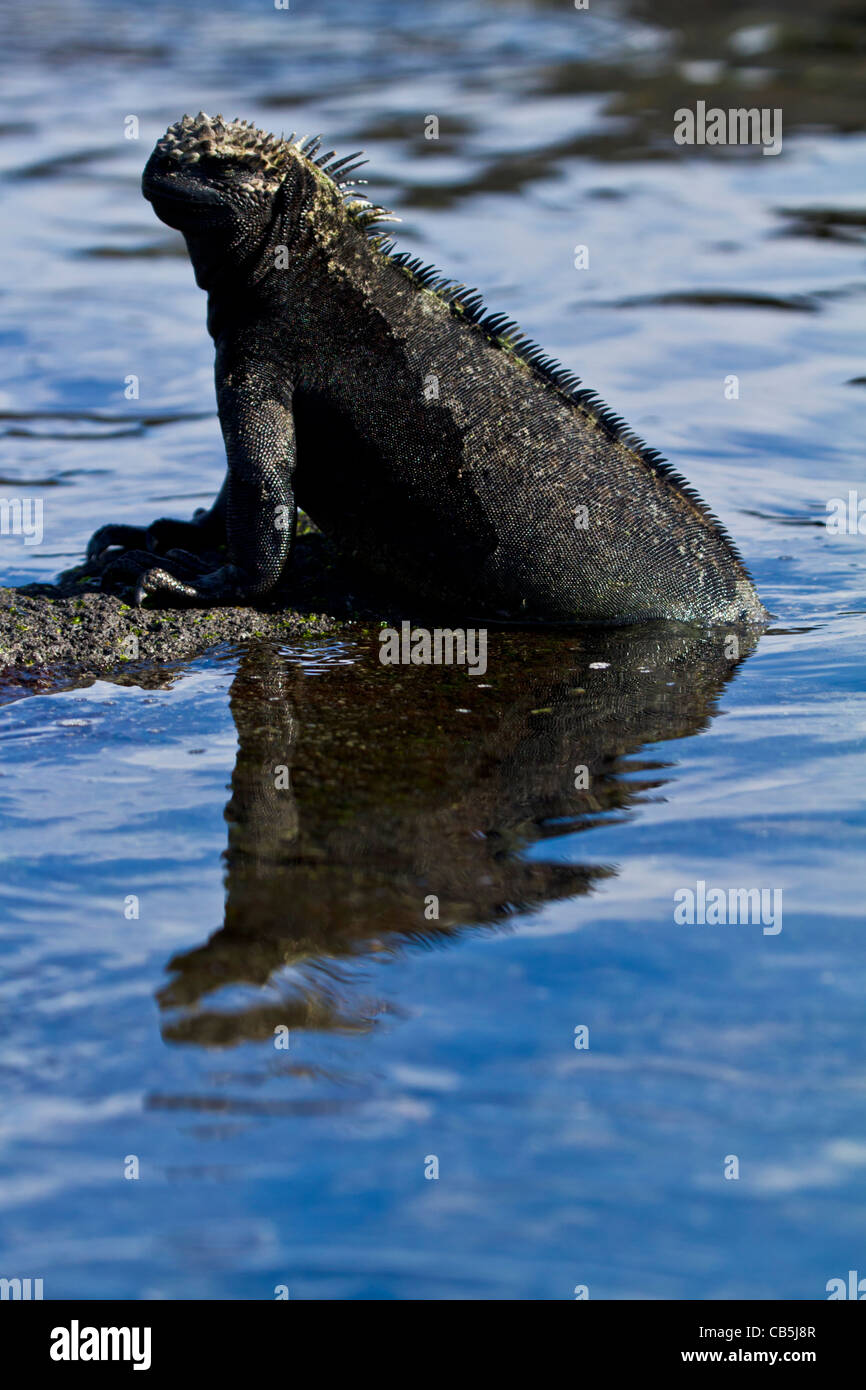 Galapagos Tierwelt Natur Reflexion marine Iguana frische gefährdet im freien Umwelt Sonnenlicht Park Reserve isoliert Sonne Stockfoto