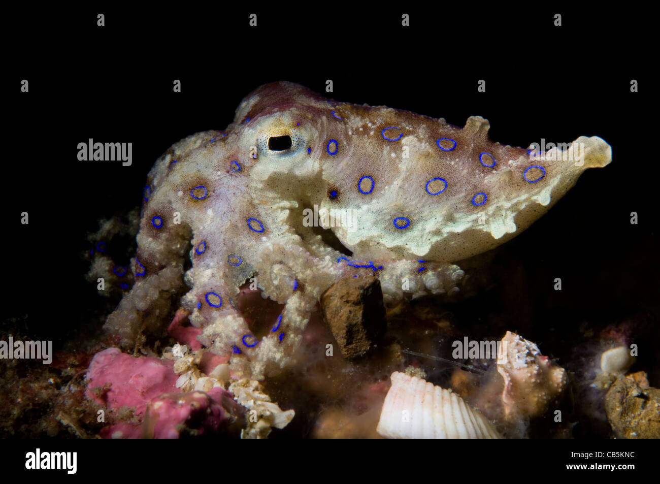 Blauer Ring Octopus anzeigen Ringe, Hapalochlaena SP., Lembeh Strait, Manado, Nord-Sulawesi, Indonesien, Pazifik Stockfoto