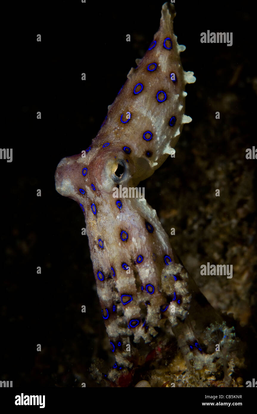 Blauer Ring Octopus anzeigen Ringe, Hapalochlaena SP., Lembeh Strait, Manado, Nord-Sulawesi, Indonesien, Pazifik Stockfoto