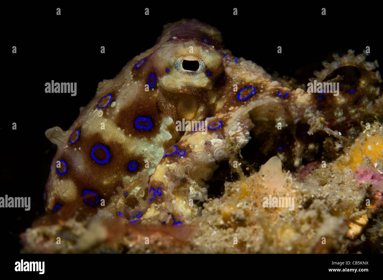 Blauer Ring Octopus anzeigen Ringe, Hapalochlaena SP., Lembeh Strait, Manado, Nord-Sulawesi, Indonesien, Pazifik Stockfoto