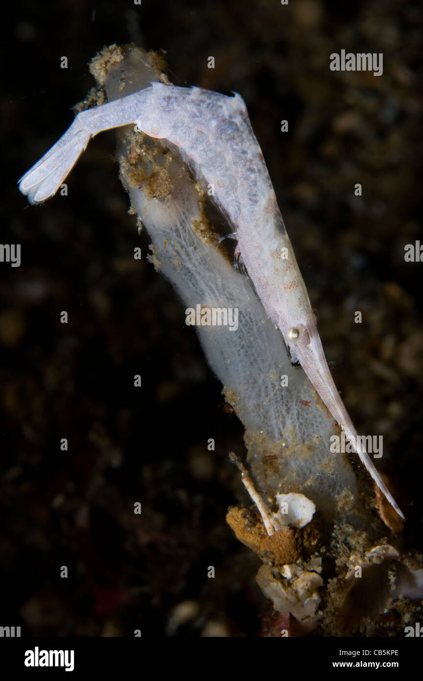Weiße ocellated Tozeuma Garnelen, Tozeuma Lanceolatum, Lembeh Strait, Manado, Nord-Sulawesi, Indonesien, Pazifik Stockfoto