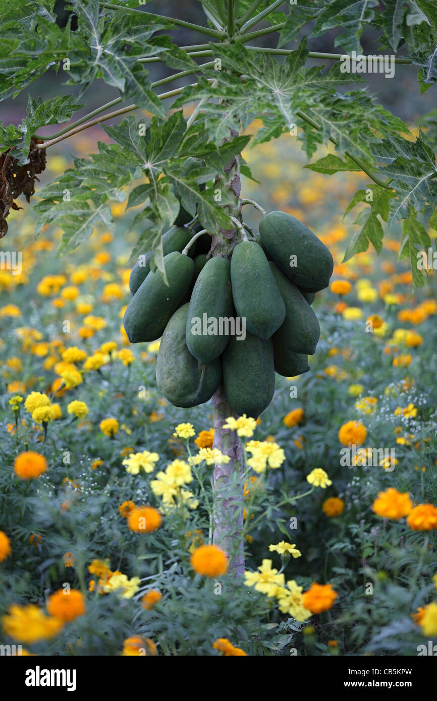 Papaya-Bäume mit Früchten Andhra Pradesh in Indien Stockfoto