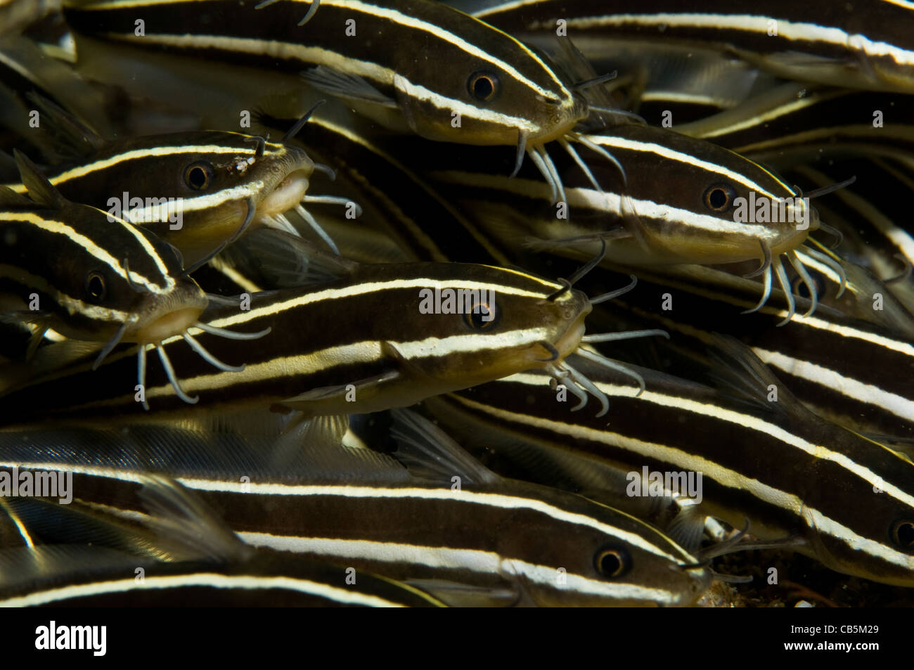 Eine Schule des gestreiften Wels Plotosus Lineatus, Lembeh Strait, Bitung, Manado, Nord-Sulawesi, Indonesien, Pazifik Stockfoto