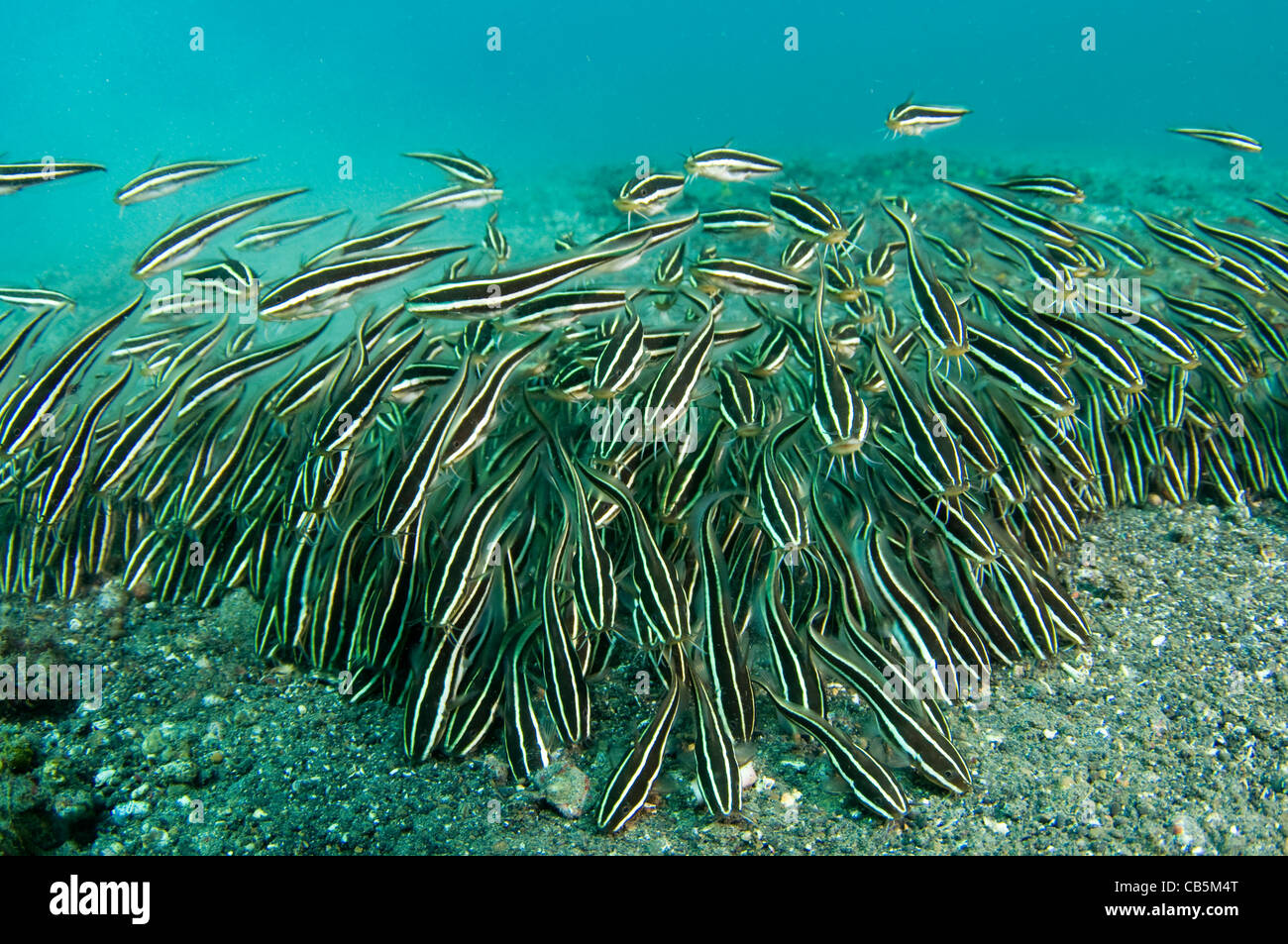 Eine Schule des gestreiften Wels Plotosus Lineatus, Lembeh Strait, Bitung, Manado, Nord-Sulawesi, Indonesien, Pazifik Stockfoto