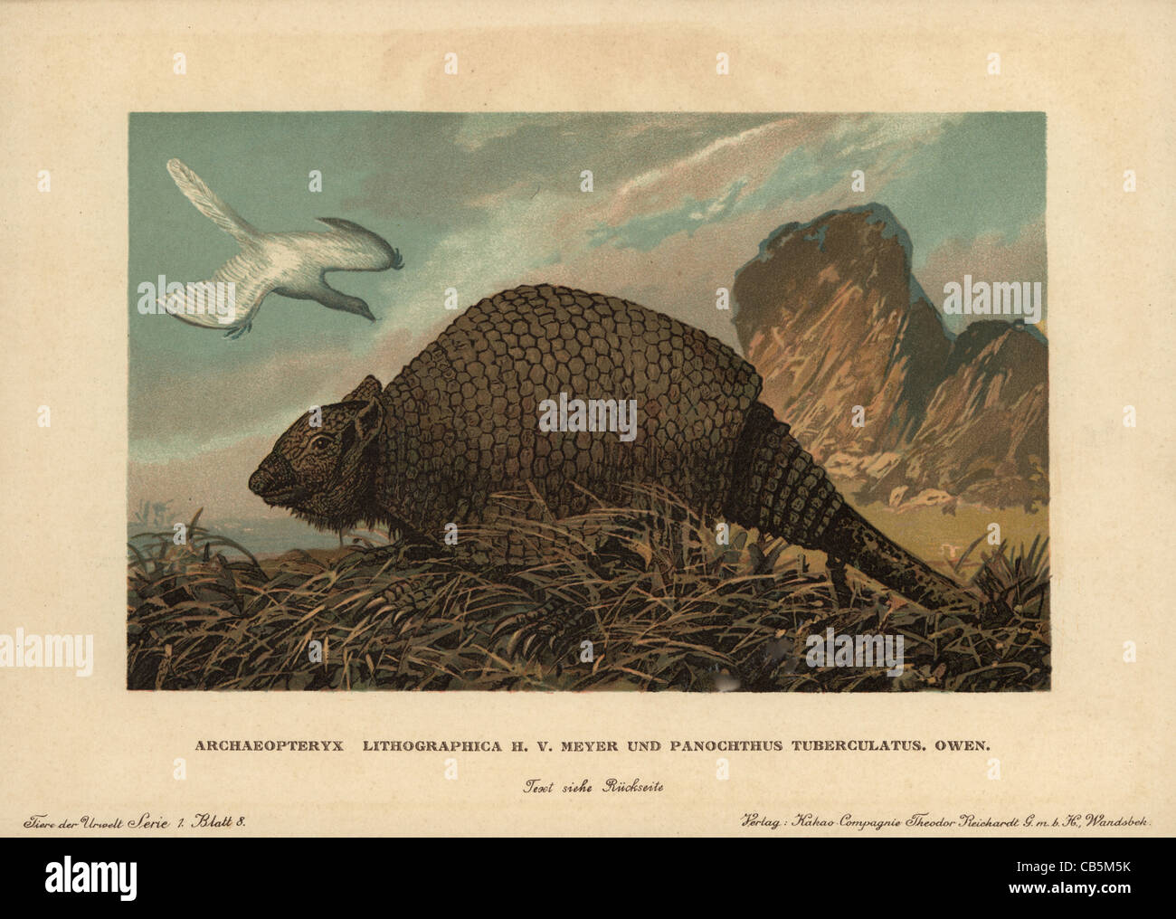 Archaeopteryx Lithographica, ausgestorbenen prähistorischen Vogel Dinosaurier und Panochthus Tuberculatus Owen, ausgestorbene Glyptodont. Stockfoto