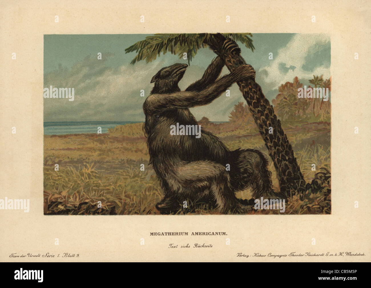 Megatherium Americanum, ausgestorbene Gattung der Elefanten Größe Boden Faultiere Stockfoto