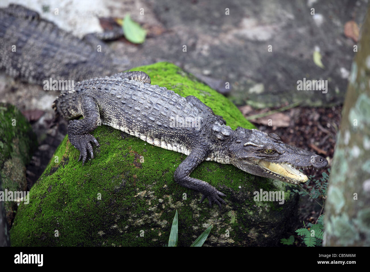 Juvenile Krokodil ruht auf bemoosten Felsen im Phuket Zoo. Stockfoto