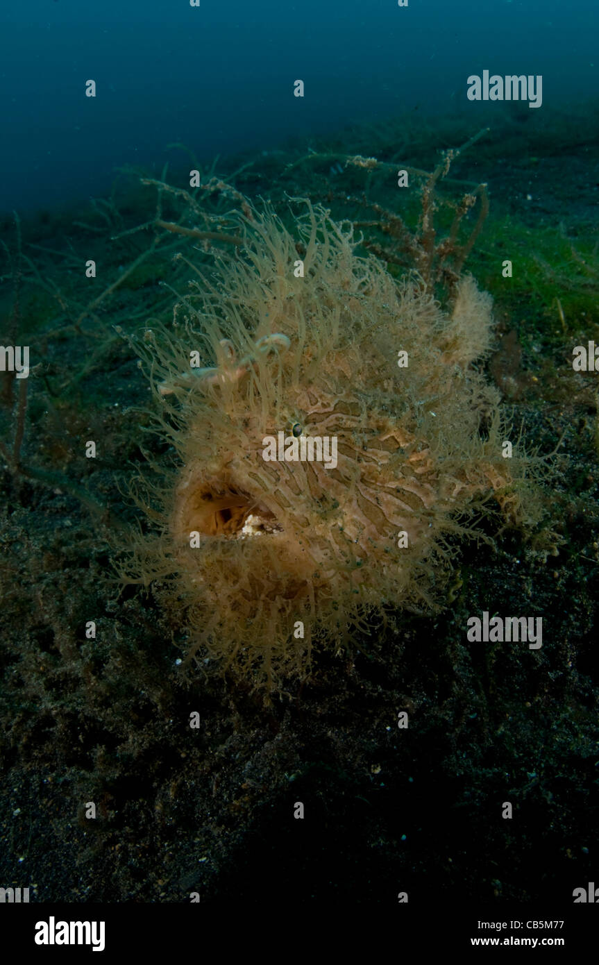 Behaarte gekerbter Anglerfisch, Antennarius Striatus, Lembeh Strait, Bitung, Manado, Nord-Sulawesi, Indonesien, Pazifik Stockfoto